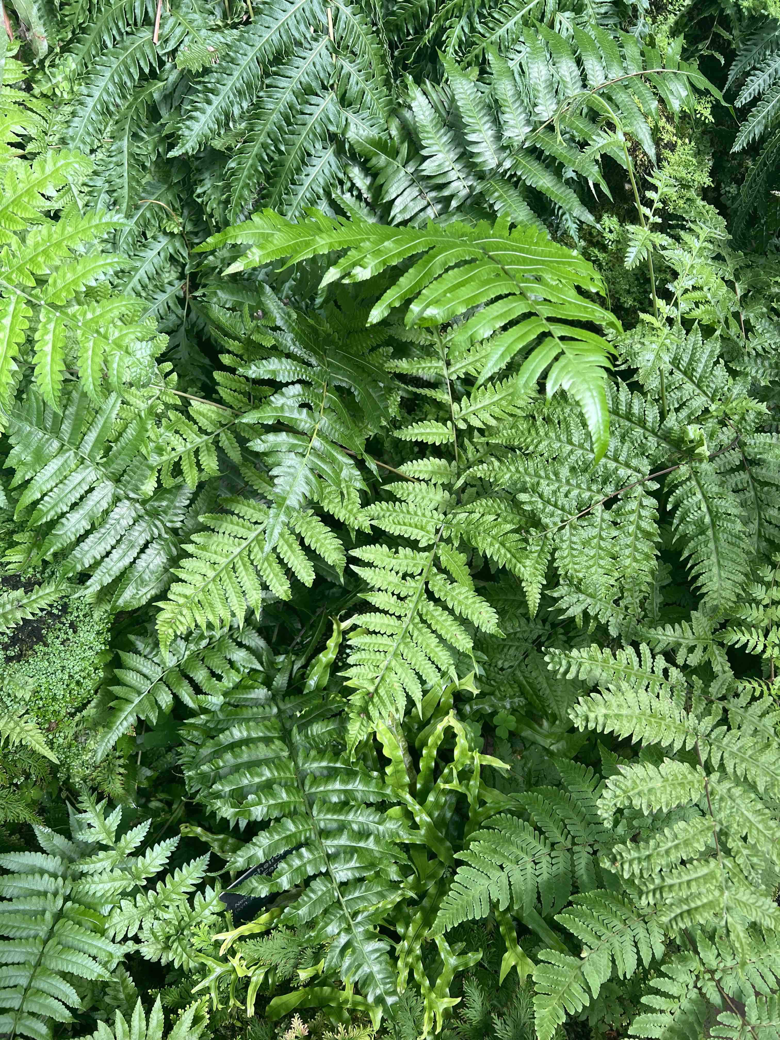 shiny fern leaves.