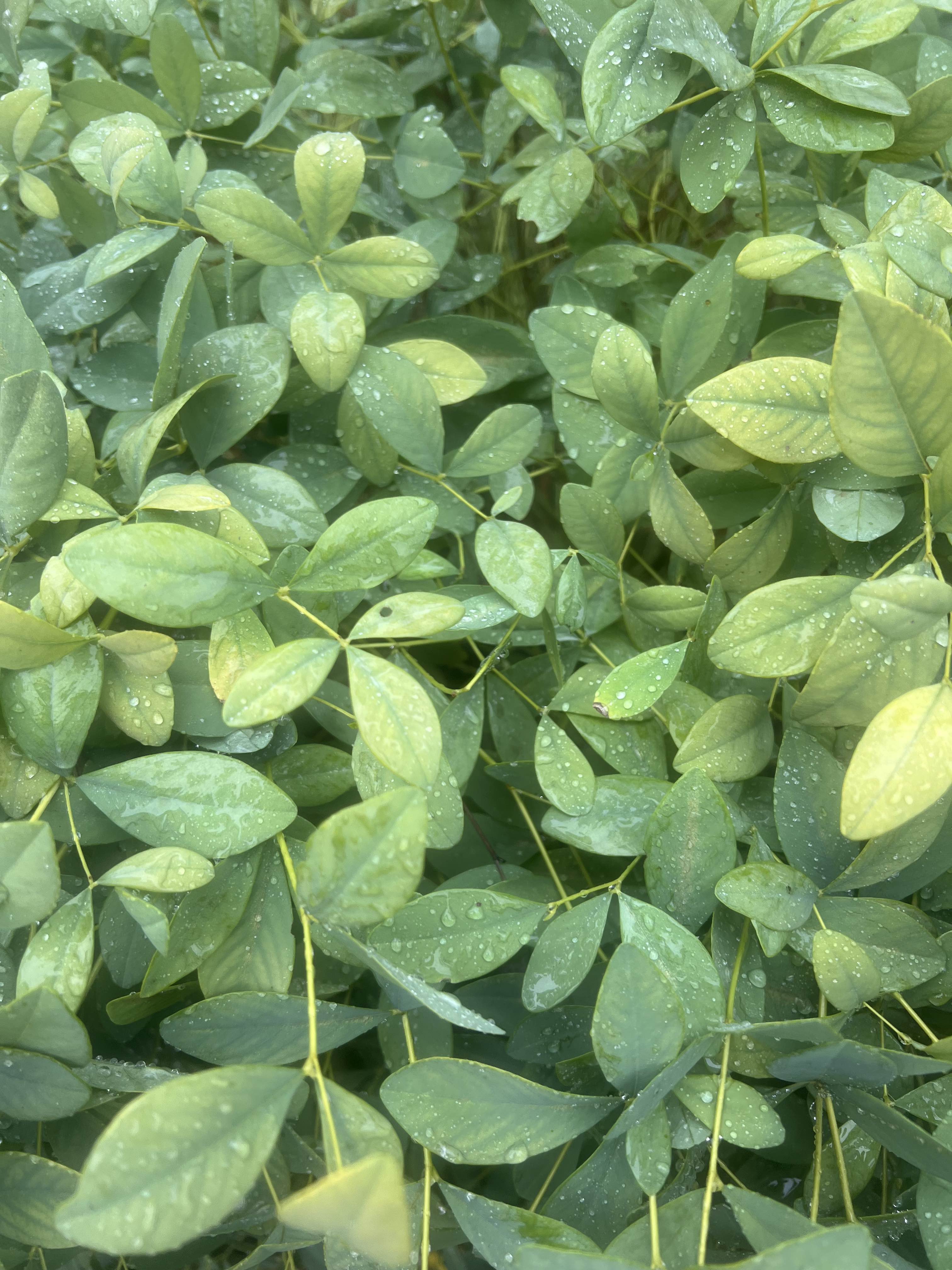 bush leaves covered in water droplets.