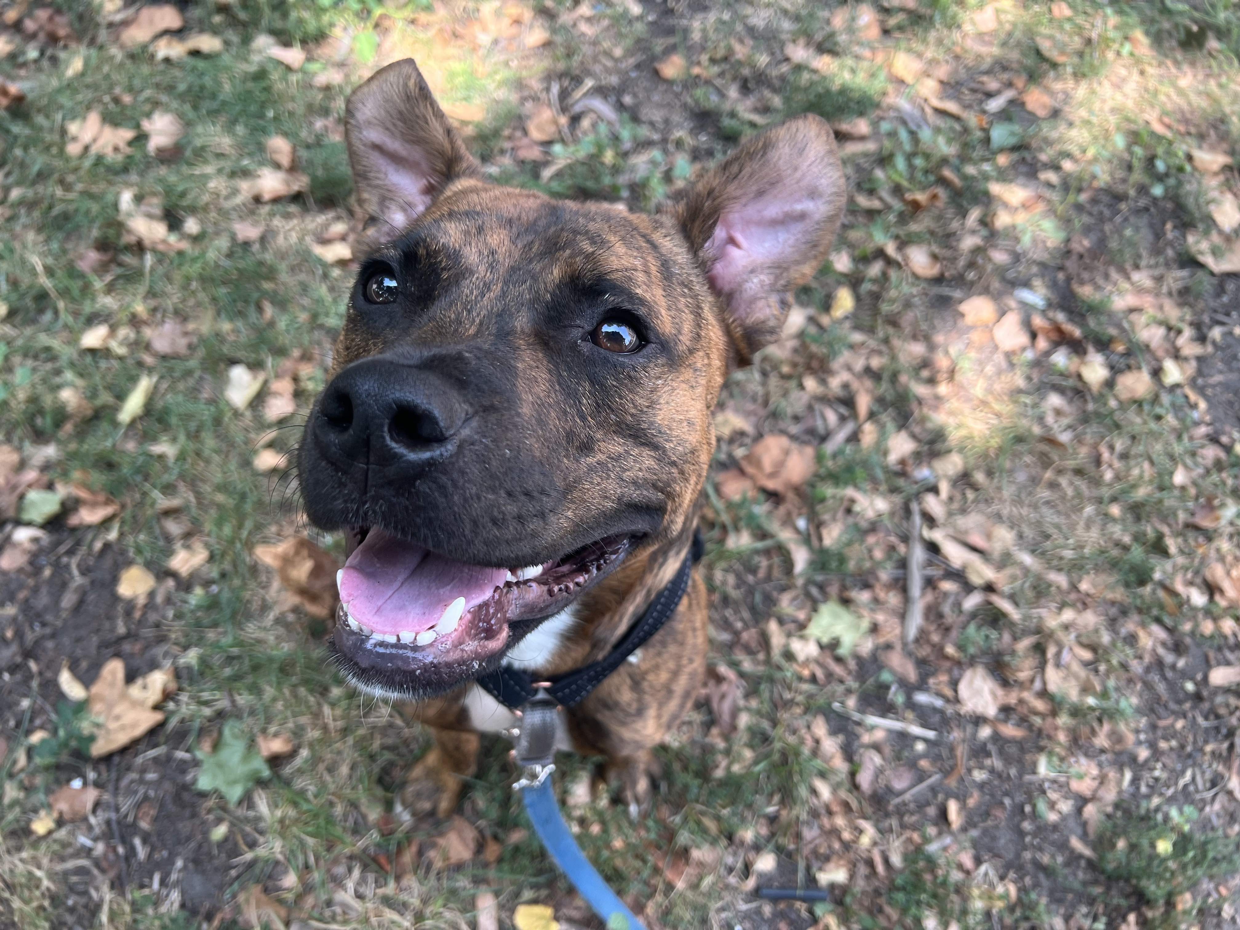 happy pitbull smiles at the camera.