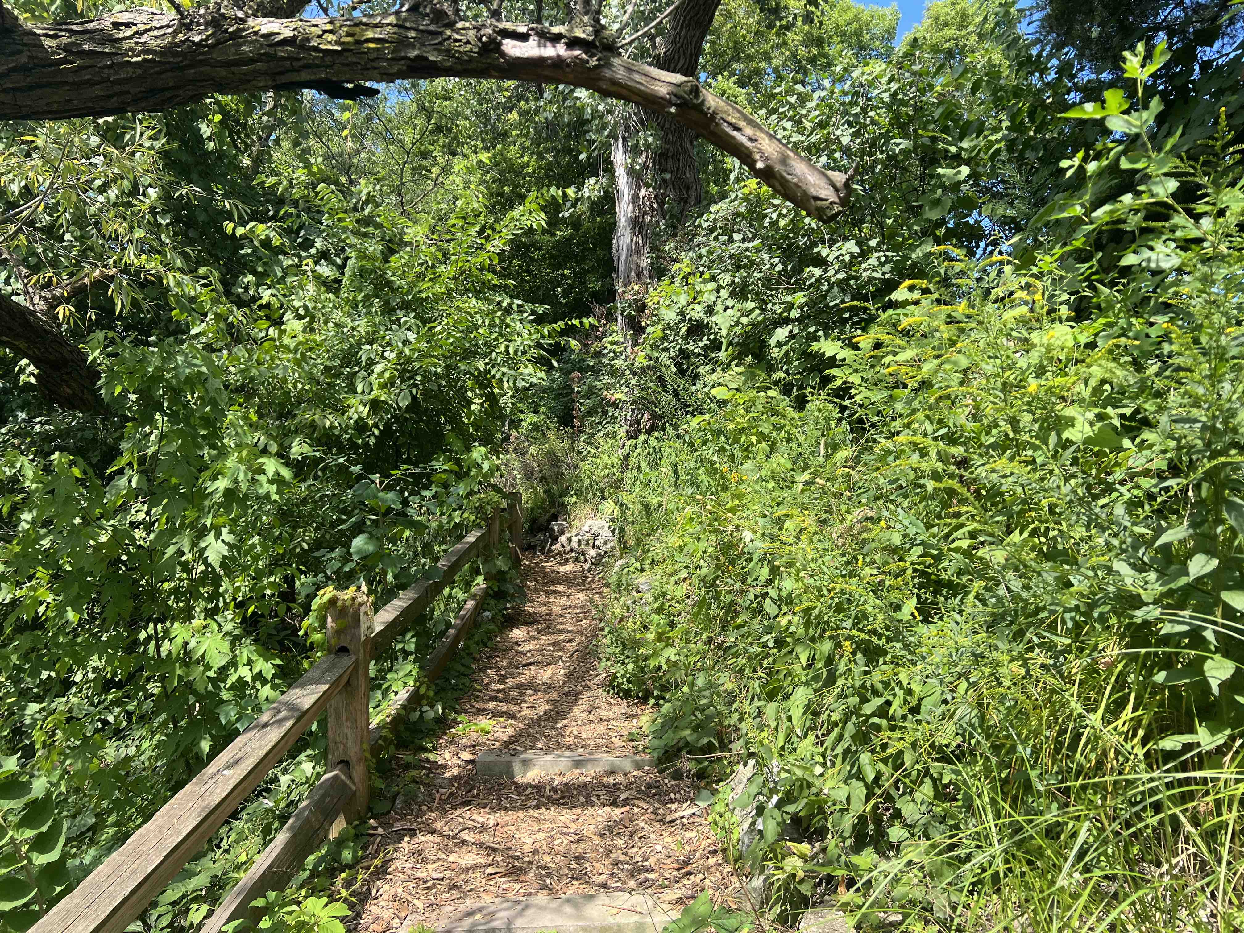 a wooded trail almost overgrown with August plants.