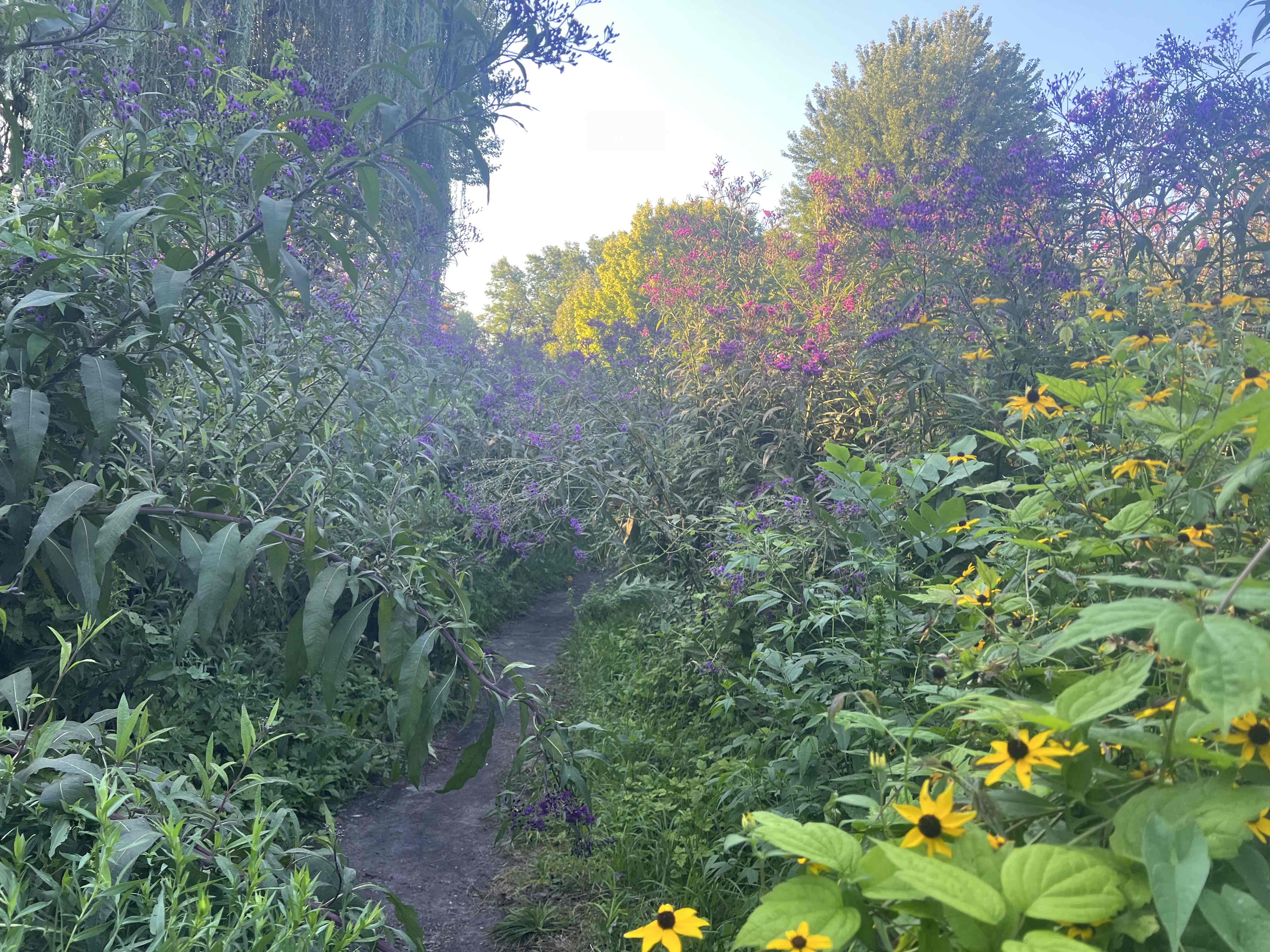 a dirt path almost overgrown with August wildflowers.