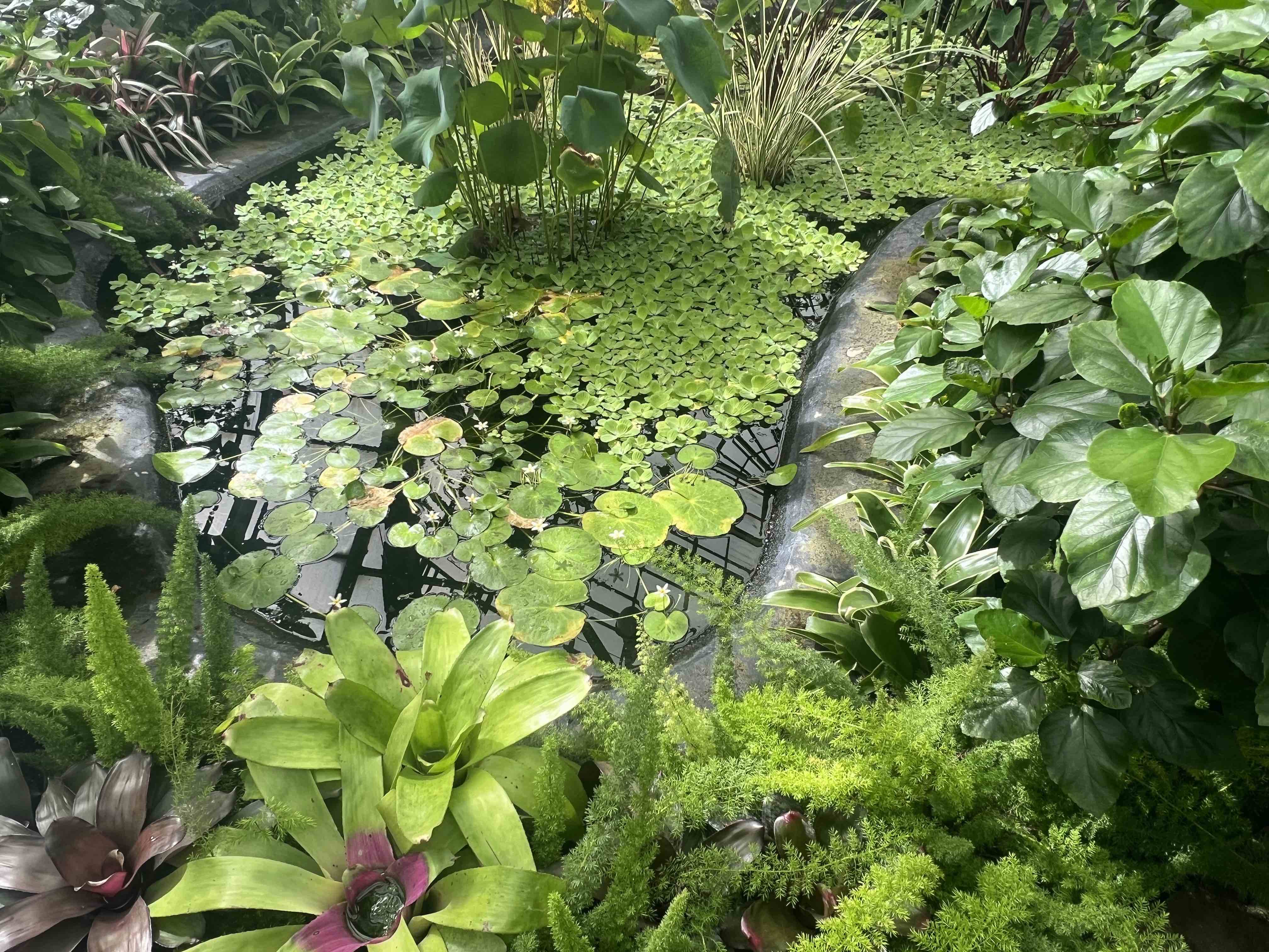 an indoor lily pool surrounded by water plants.