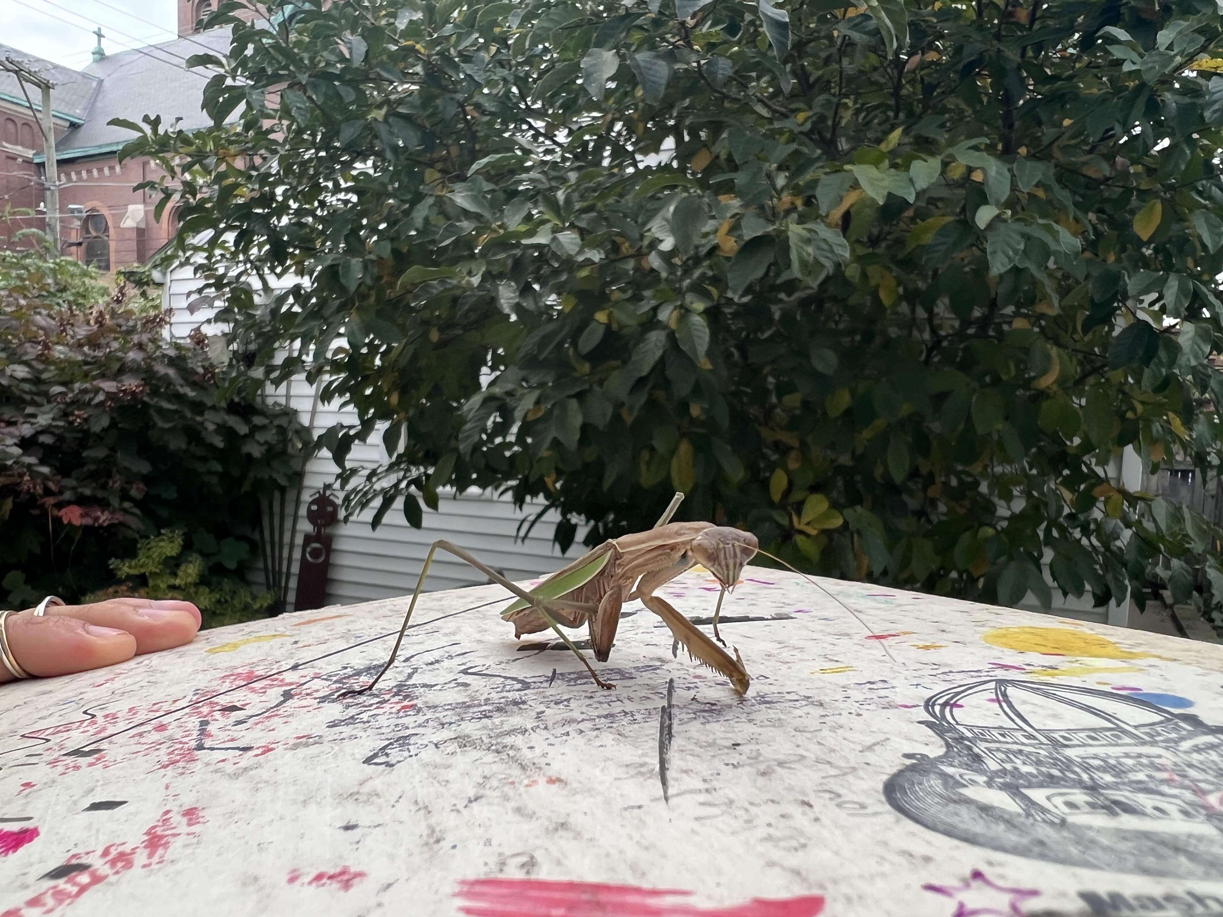 a wounded mantis propped on an artboard in the foreground. A tree in the background.