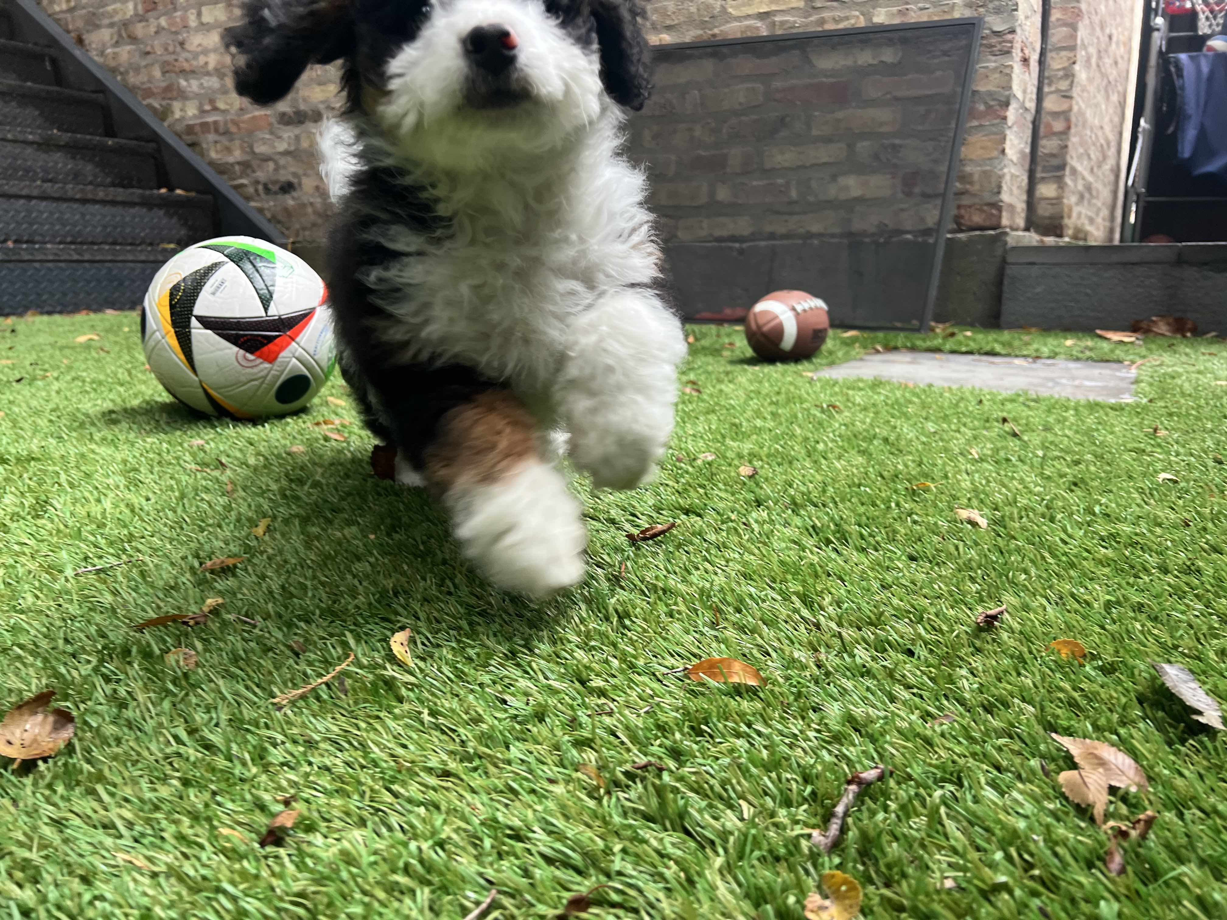 a friendly puppy runs towards the camera, two sports balls are positioned in the background.