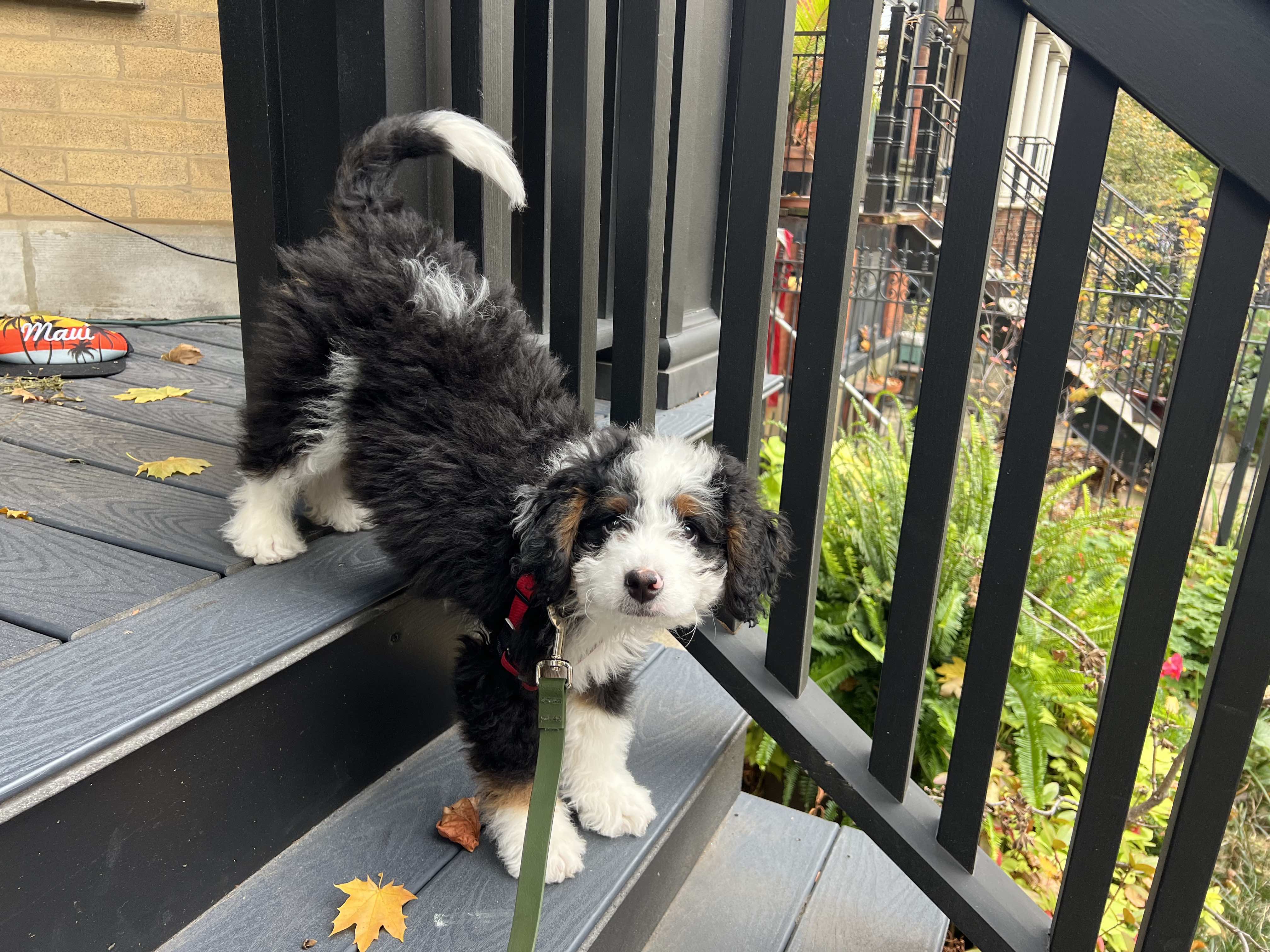 a puppy pauses on the stairs to pose for the camera.